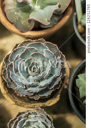 close-up of succulent flowers. Echeveria has large, light green leaves close-up of succulent flowers. Echeveria has large, light green leaves 126252765