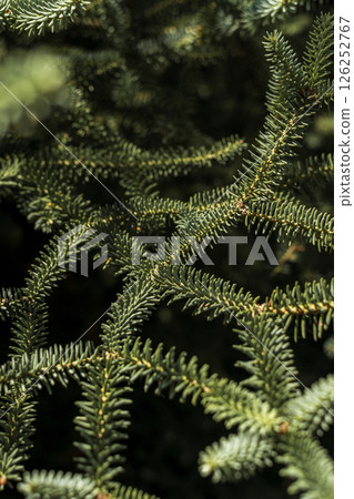 close up of pine tree branches with small needles 126252767