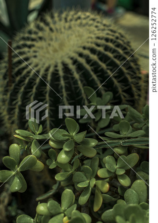 huge green round cactus and succulents around it. A close up of a plant 126252774