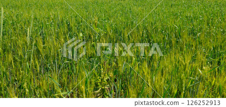 Green wheat field. Wheat ears close-up. Green wheat field. Wheat ears close-up. 126252913
