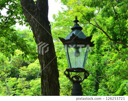 Lantern in the forest 126253721