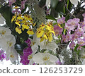 Colorful orchid flowers in full bloom 126253729
