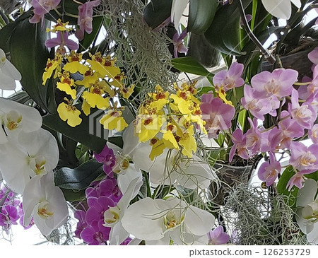 Colorful orchid flowers in full bloom Colorful orchid flowers in full bloom 126253729
