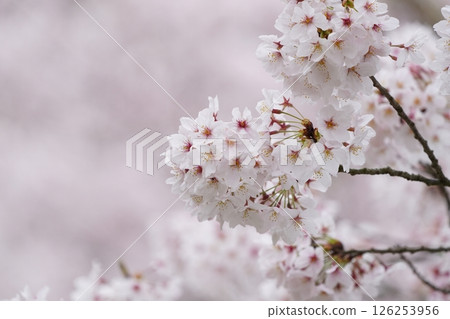 Sakura taking spring sunlight Sakura taking spring sunlight 126253956