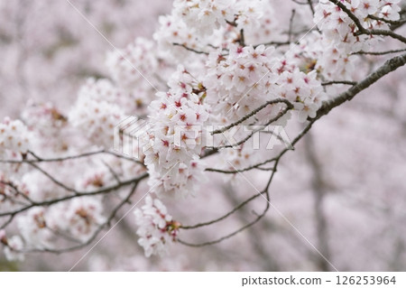 Sakura taking spring sunlight 126253964
