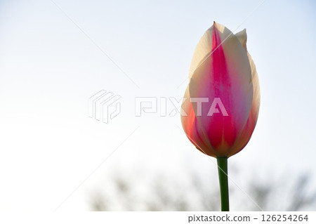 新潟故鄉村的鬱金香（新潟縣） 126254264