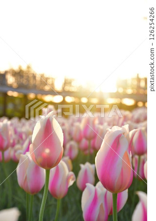 Tulips at Niigata Furusato Village (Niigata Prefecture) 126254266
