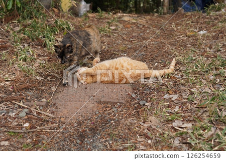 Cute brown tabby kitten and mother cat Cute brown tabby kitten and mother cat 126254659
