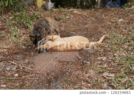 Cute brown tabby kitten and mother cat 126254661