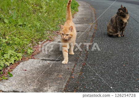 Cute brown tabby kitten and mother cat 126254728