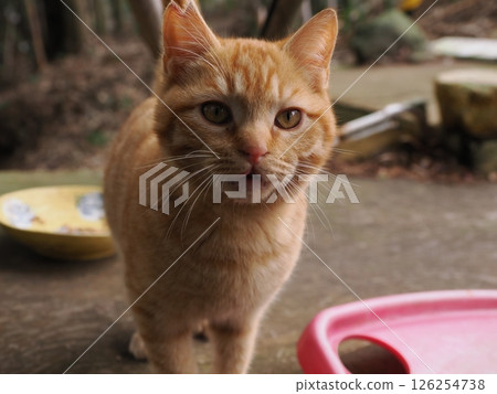 Cute brown tabby kitten and mother cat Cute brown tabby kitten and mother cat 126254738