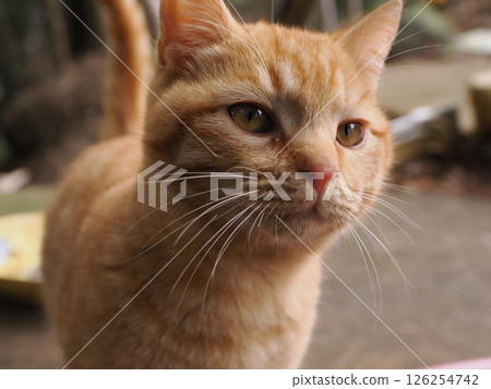 Cute brown tabby kitten and mother cat Cute brown tabby kitten and mother cat 126254742