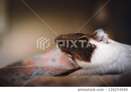 Side view of a tired Guinea pig laying on a blanket while stretching and yawning. 126254880