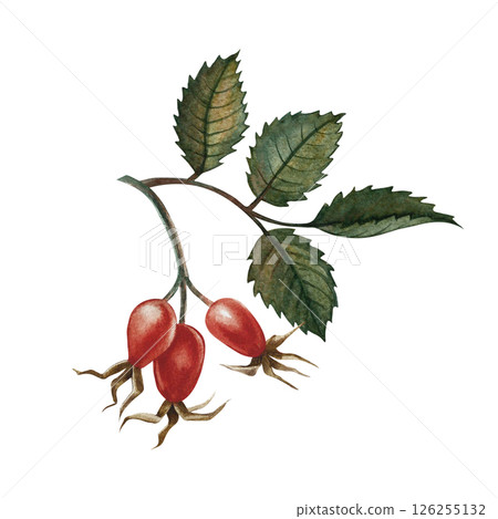 Rosehip fruits. Handmade watercolor illustration. color image of an autumn vitamin fruit. The isolate. For labels, packages, printed products, stickers, posters and banners. Rosehip fruits. Handmade watercolor illustration. color image of an autumn vitamin fruit. The isolate. For labels, packages, printed products, stickers, posters and banners. 126255132