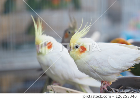 Cockatiels basking in the sun 126255346