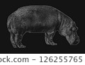Hippopotamus 126255765