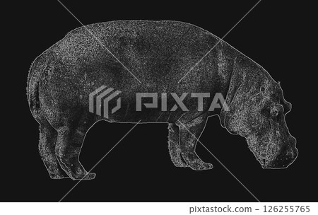 Hippopotamus Hippopotamus 126255765
