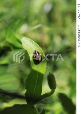Moth of the ladybug beetle 126255951