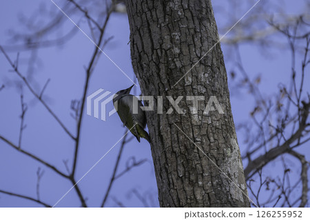 Grey-headed Woodpecker Searching for Food Grey-headed Woodpecker Searching for Food 126255952