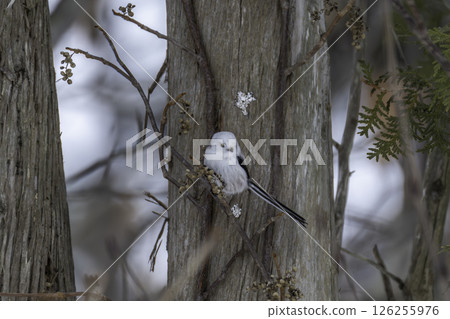 A pied tit feeding on nuts A pied tit feeding on nuts 126255976