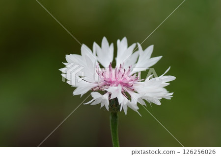 Cornflower (annual plant Centaurea) Cornflower (annual plant Centaurea) 126256026
