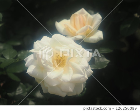 玫瑰“Rustica” 126256089