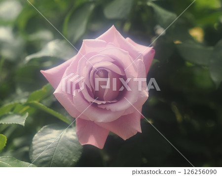 Rose "Charles de Gaulle" 126256090