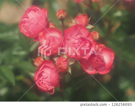 Rose "Dick Coster" 126256093