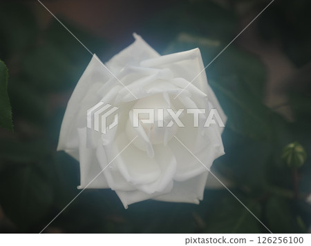 玫瑰“新雪” 玫瑰“新雪” 126256100