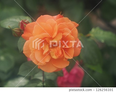 Rose 'Westerland' 126256101