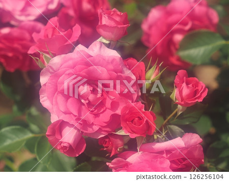 Rose "Urara" 126256104