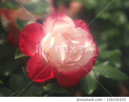 Rose "Jubilee du Prince de Monaco" 126256105