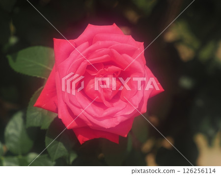 Rose "Maria Callas" Rose "Maria Callas" 126256114