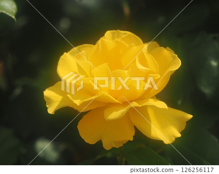 Rose "Henry Fonda" Rose "Henry Fonda" 126256117