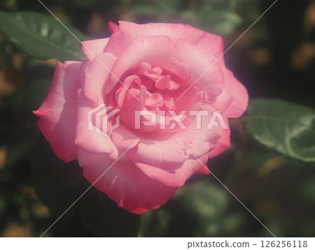 Rose "First Federals Renaissance" Rose "First Federals Renaissance" 126256118