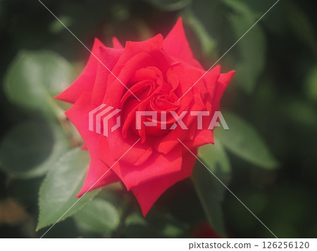 Rose "National Trust" 126256120
