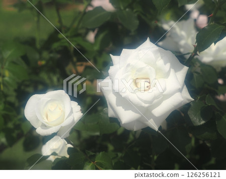Rose "Birgo" 126256121