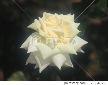 Rose "Burnaby" 126256122