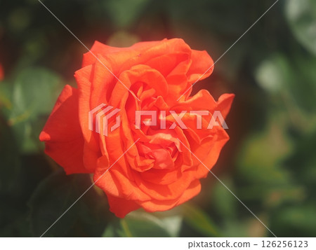 Rose "Atoll" Rose "Atoll" 126256123
