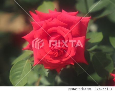 Rose "National Trust" Rose "National Trust" 126256124