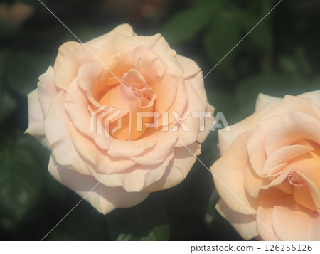 玫瑰“瑪麗蓮夢露” 126256126