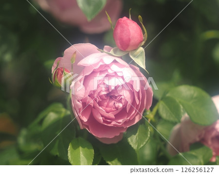 羅斯“查爾斯·雷尼·麥金托什” 羅斯“查爾斯·雷尼·麥金托什” 126256127