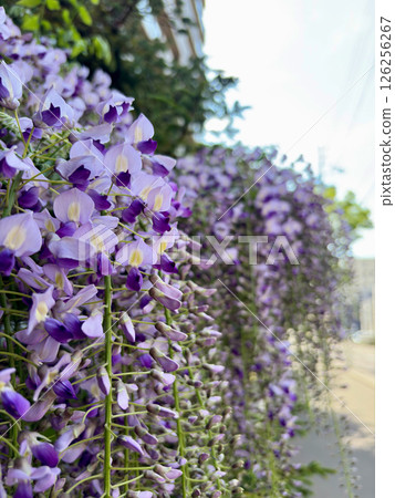 A close-up shot of a stunning purple weeping wisteria A close-up shot of a stunning purple weeping wisteria 126256267