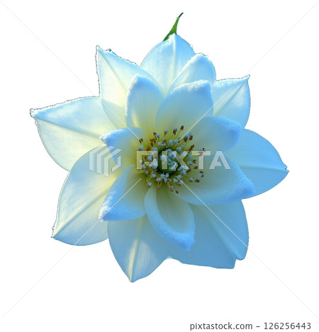 A magical moment when Christmas roses bloom in winter 126256443