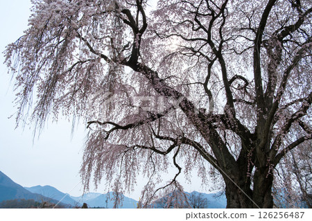 垂枝櫻花和春山 126256487