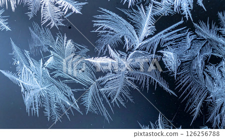 macro morning frost feathers . Background concept. Generated Image 126256788