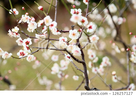 清爽白梅花 - 古金秋 清爽白梅花 - 古金秋 126257127
