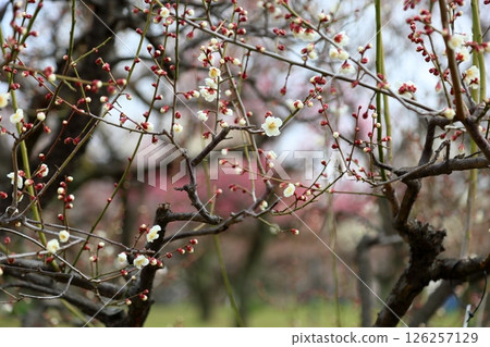 White plum blossom Nanko 126257129