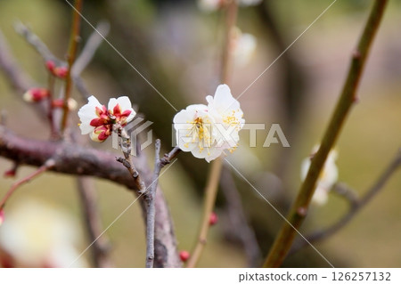 白梅花 白梅花 126257132