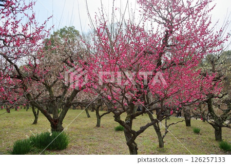 Vivid plum blossoms, double winter red 126257133